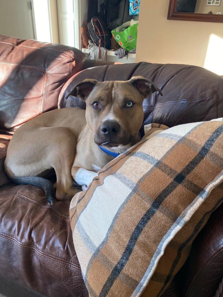 Meatball, a Adoptable mixed breed in Fond Du Lac, WI image 3/4