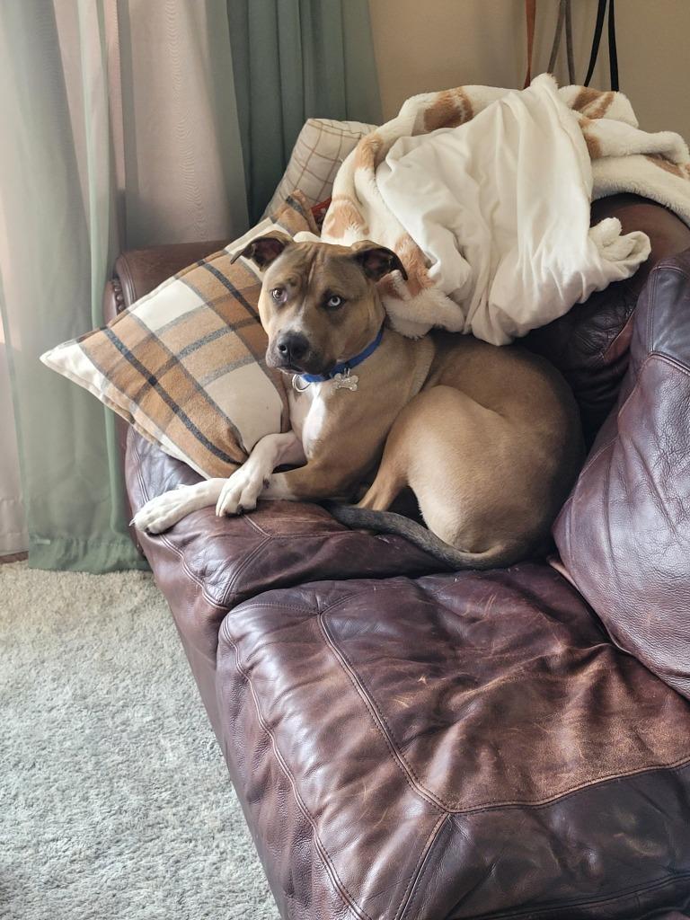 Meatball, a Adoptable mixed breed in Fond Du Lac, WI image 4/4