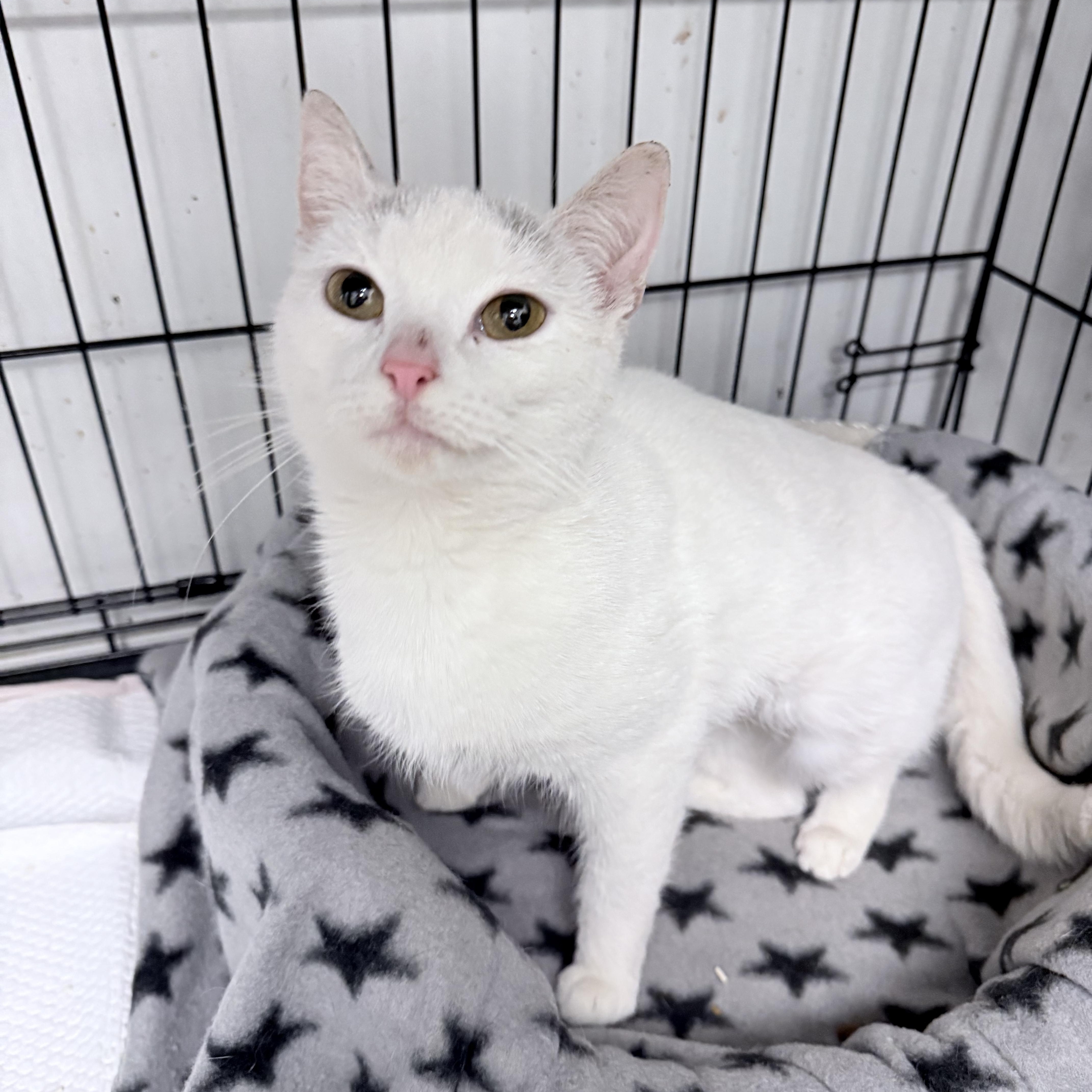 Enlarge Crysalyn , an adopted American Shorthair in Philadelphia, PA image 4/6