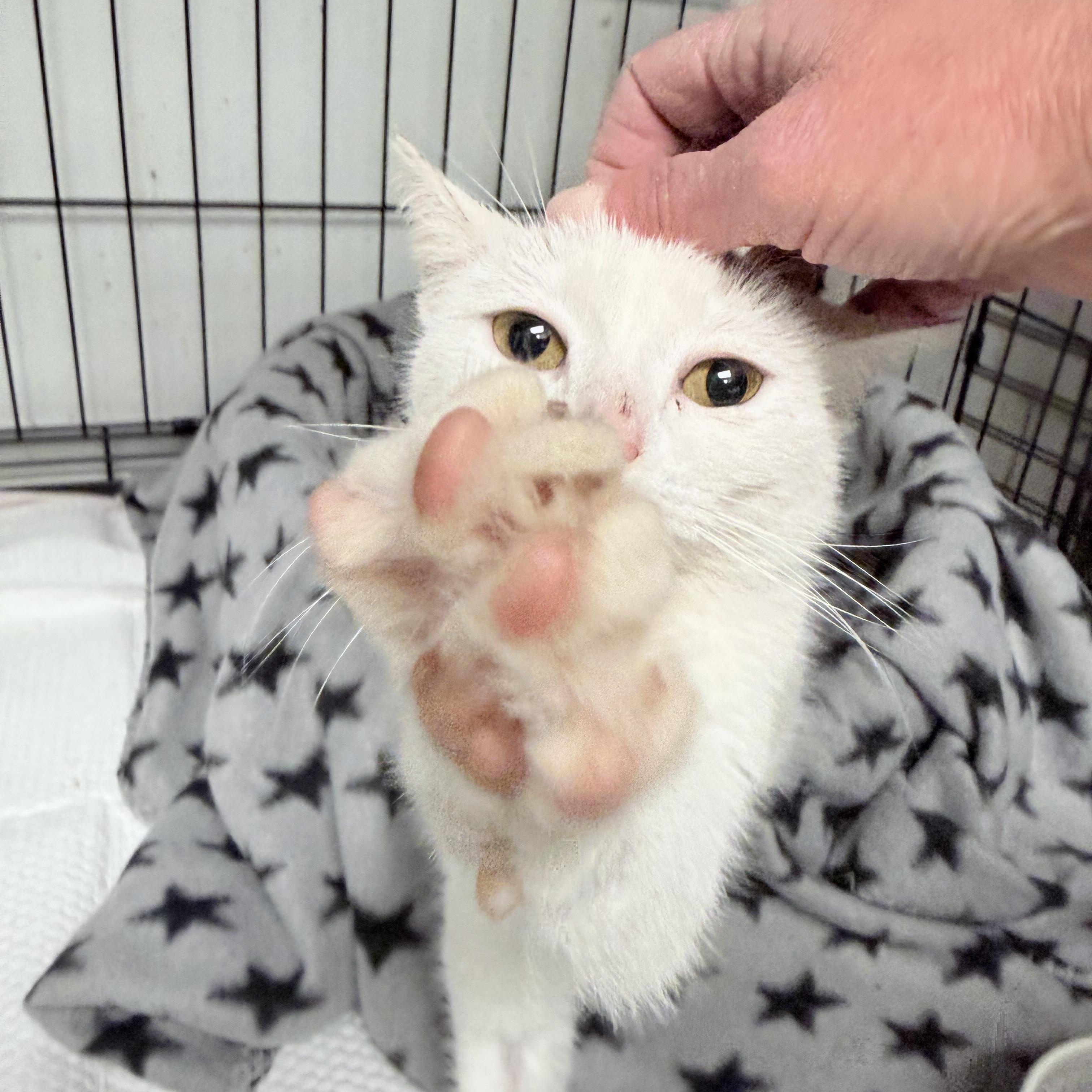 Enlarge Crysalyn , an adopted American Shorthair in Philadelphia, PA image 2/6