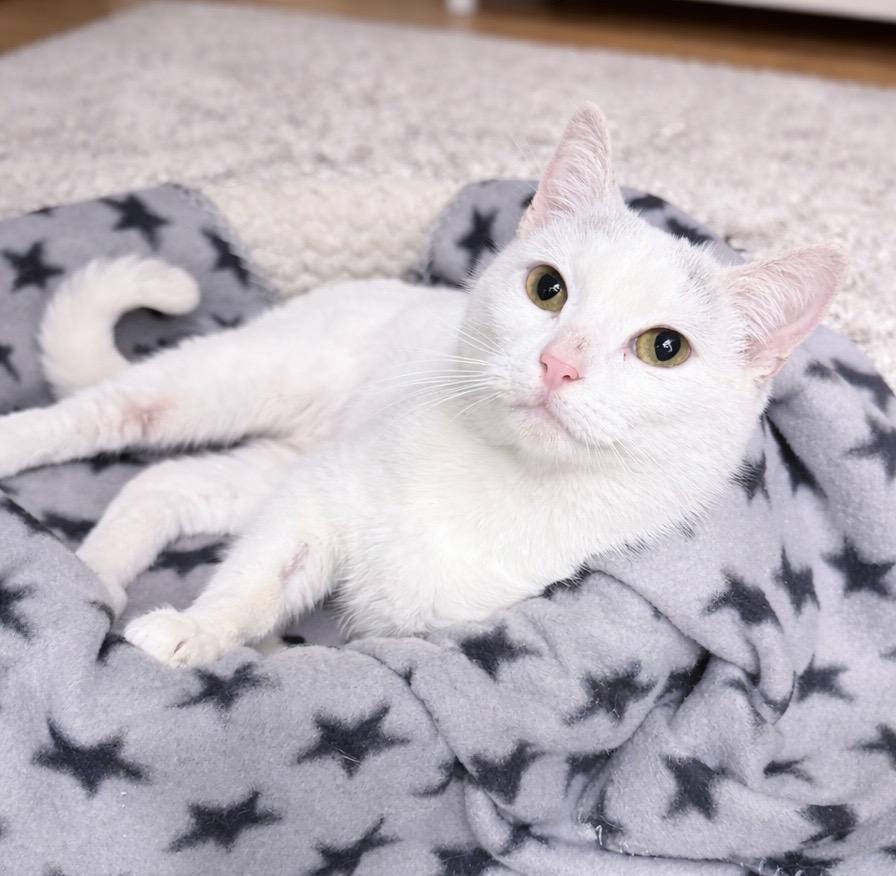 Enlarge Crysalyn , an adopted American Shorthair in Philadelphia, PA image 1/6