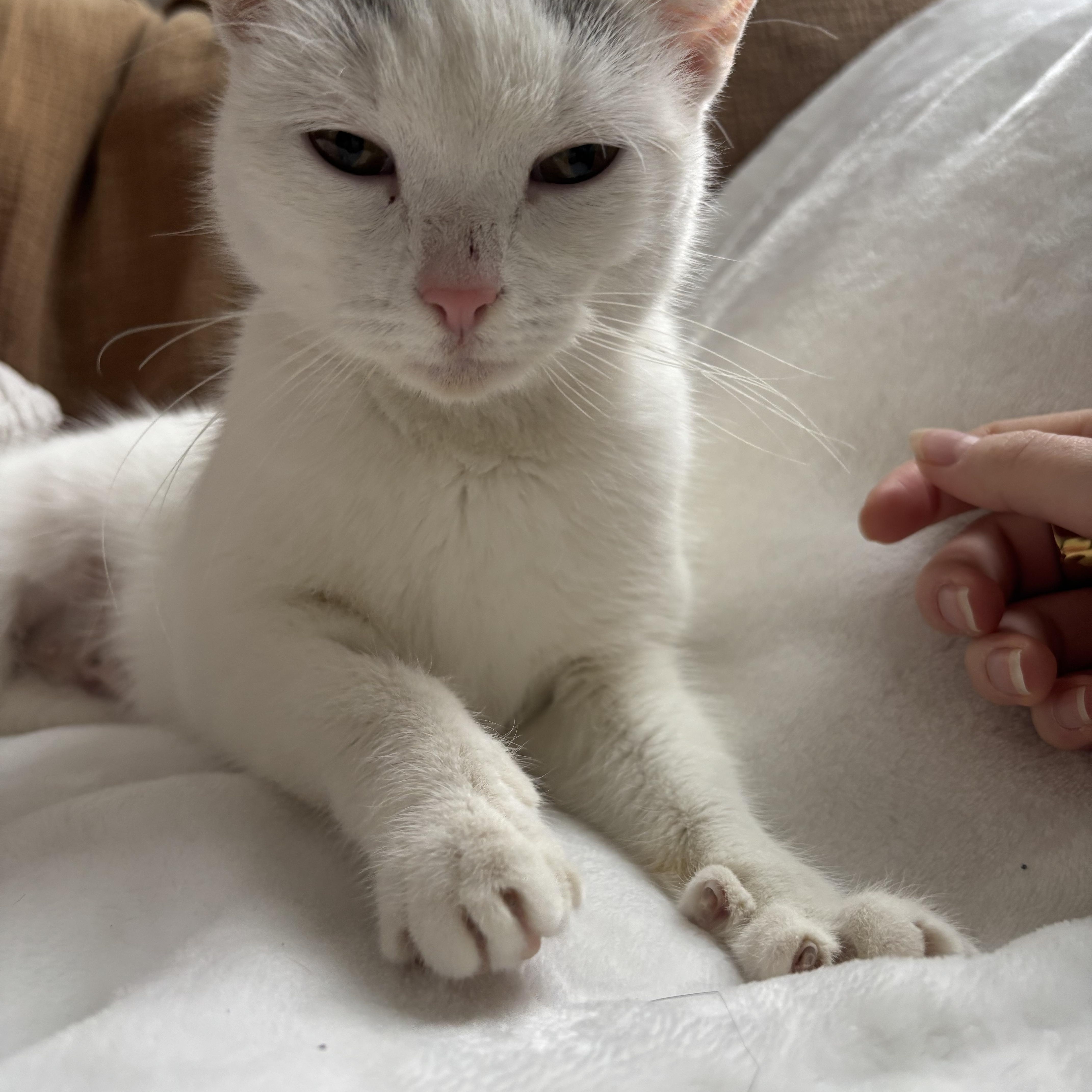 Enlarge Crysalyn , an adopted American Shorthair in Philadelphia, PA image 6/6