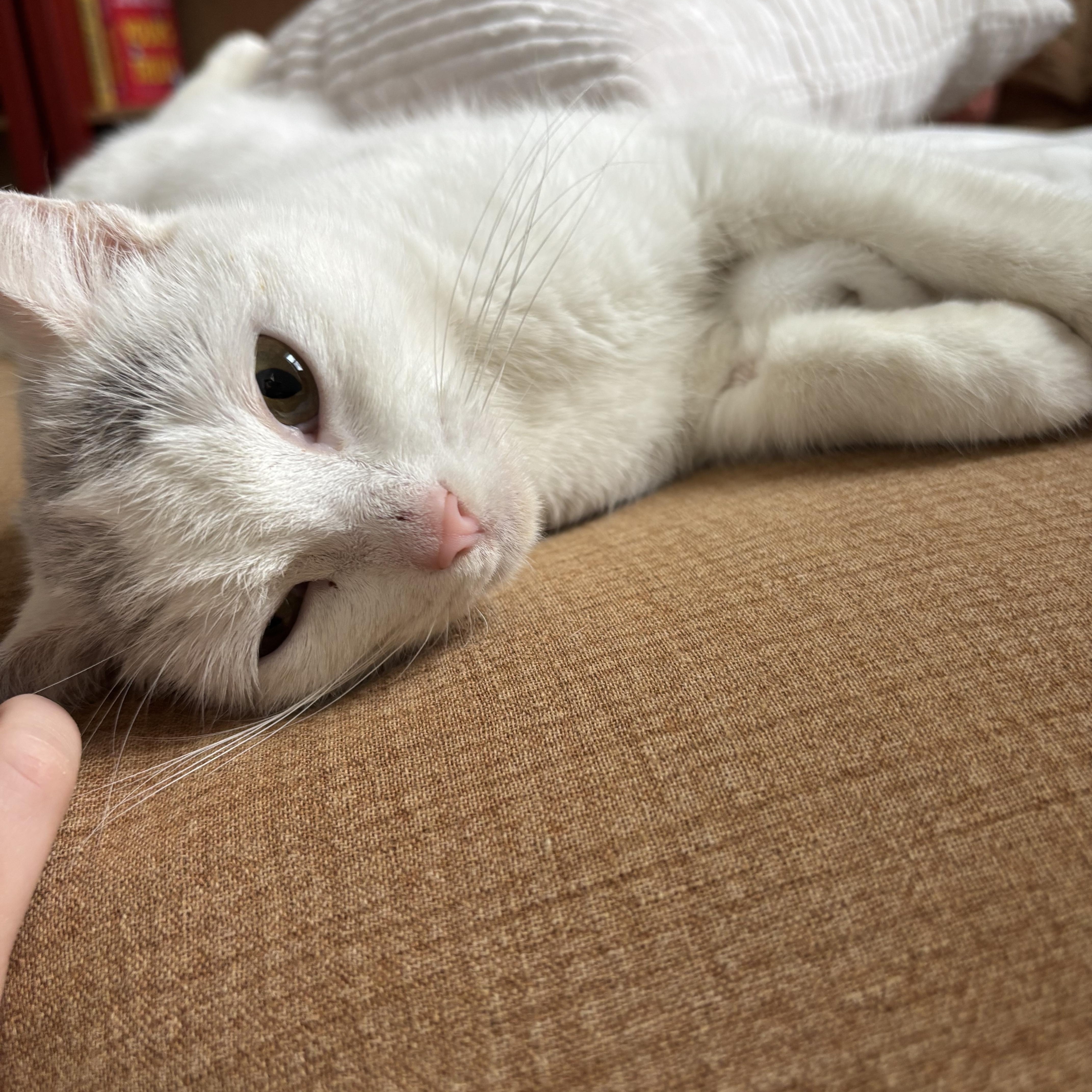 Enlarge Crysalyn , an adopted American Shorthair in Philadelphia, PA image 3/6