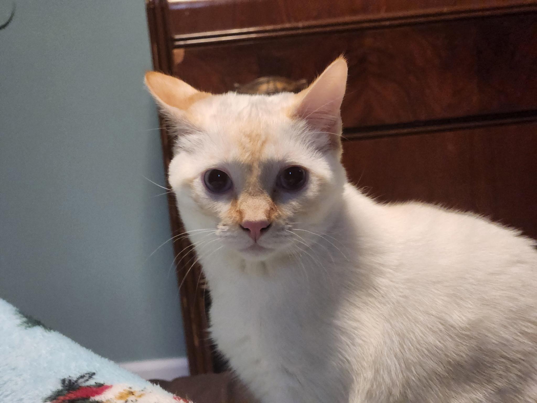 Enlarge Daisy, a ADOPTABLE mixed breed in Gig Harbor, WA image 1/6