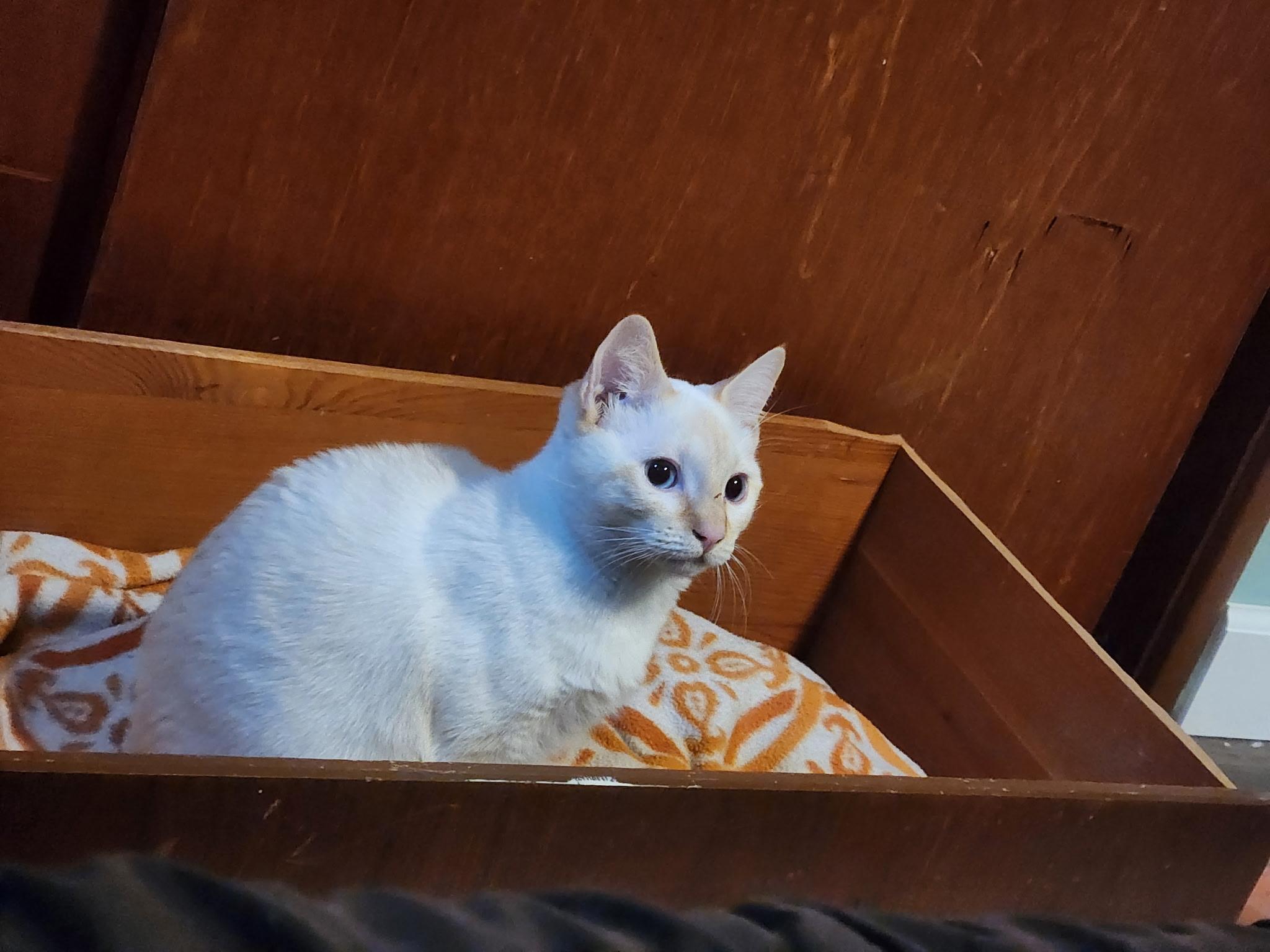 Enlarge Daisy, a ADOPTABLE mixed breed in Gig Harbor, WA image 5/6