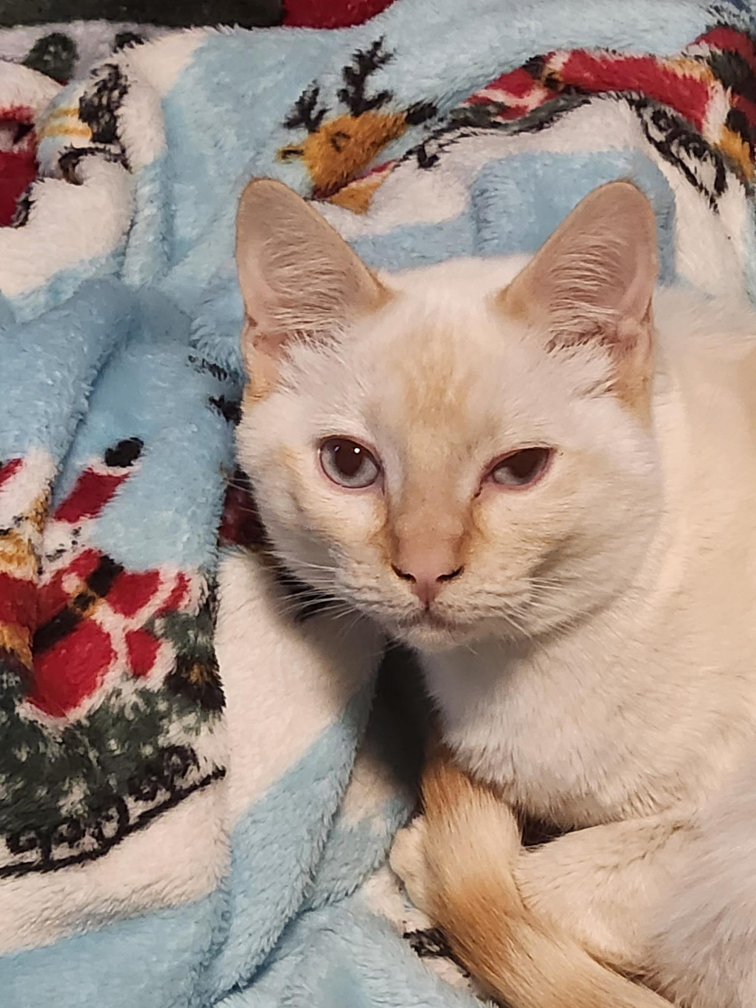 Enlarge Daisy, a ADOPTABLE mixed breed in Gig Harbor, WA image 3/6