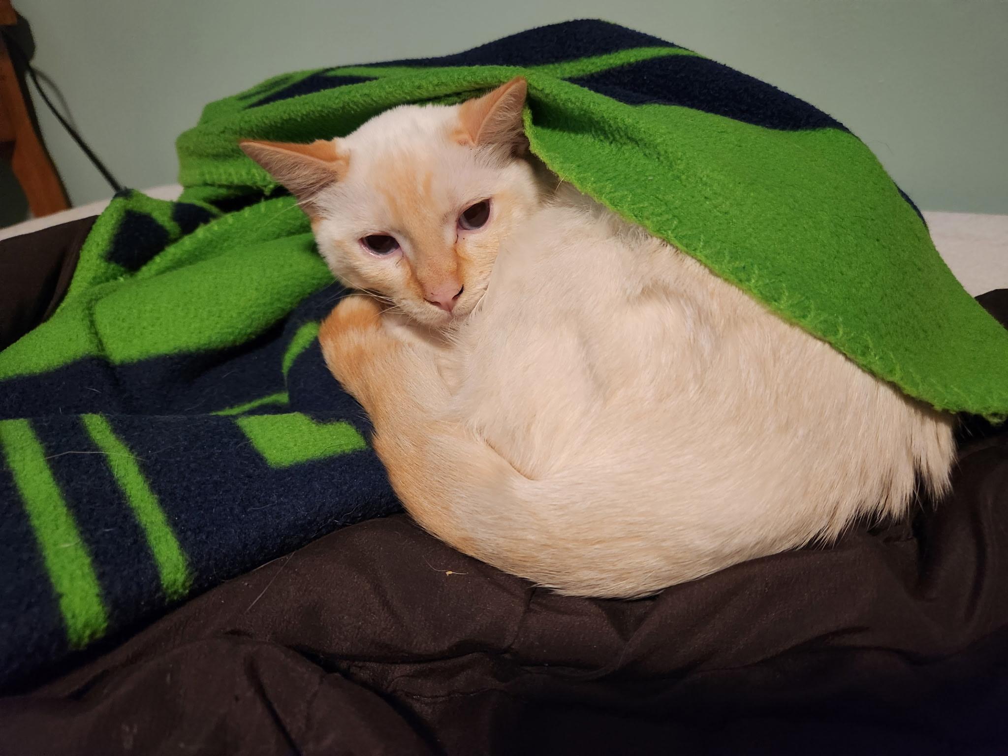 Enlarge Daisy, a ADOPTABLE mixed breed in Gig Harbor, WA image 6/6