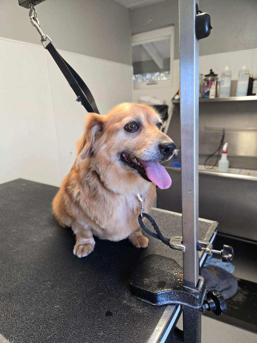 Enlarge Samuel (Sammy), a ADOPTABLE Dachshund in Santa Maria, CA image 3/3