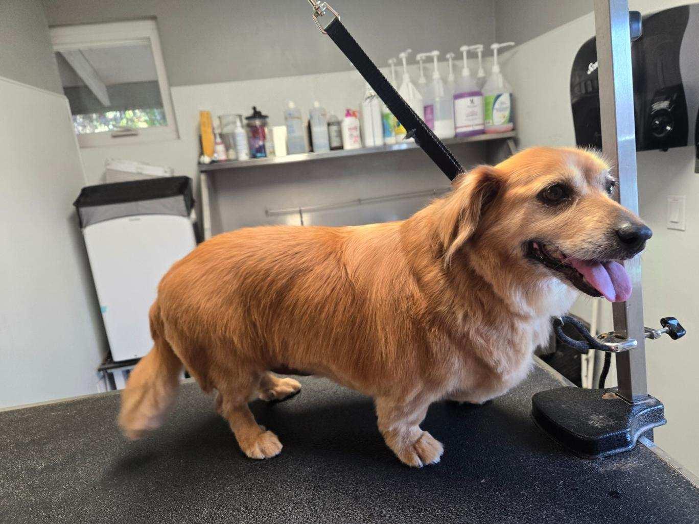 Enlarge Samuel (Sammy), a ADOPTABLE Dachshund in Santa Maria, CA image 2/3