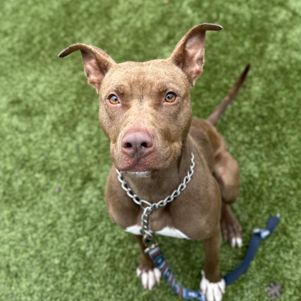 Enlarge Lola, a ADOPTABLE Pit Bull Terrier in Dublin, CA image 2/2