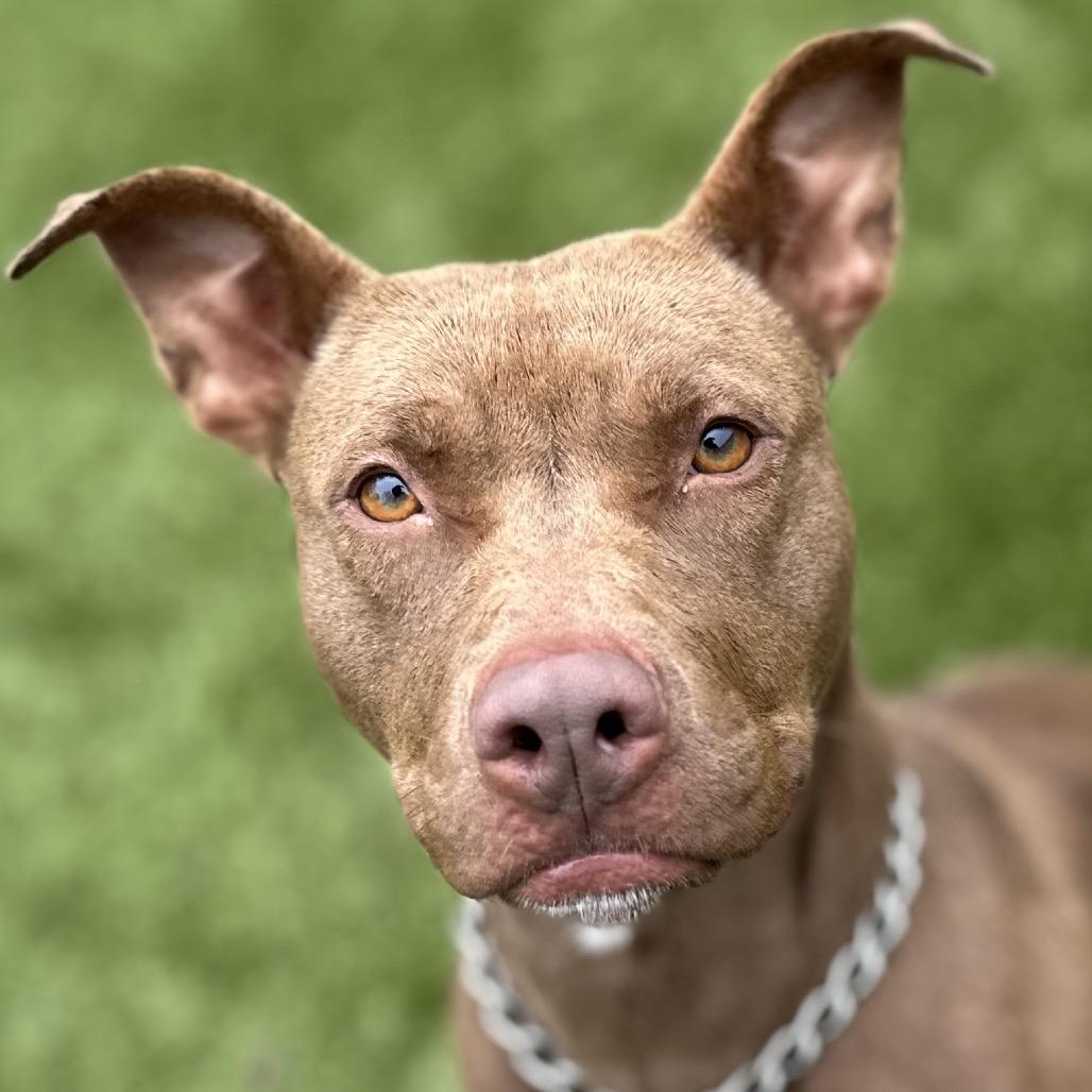 Lola, ADOPTABLE, Young Female Pit Bull Terrier.