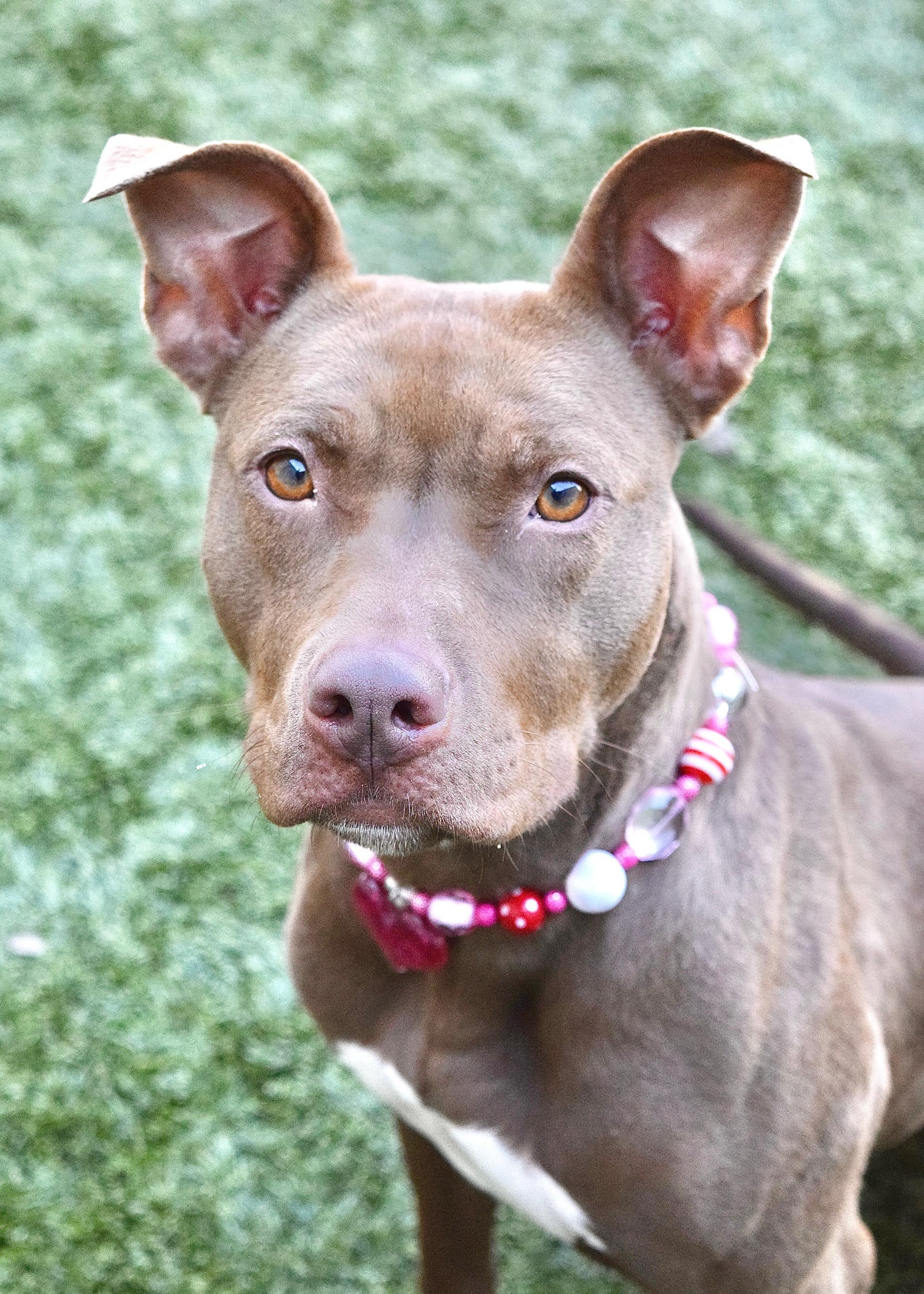 Lola, ADOPTABLE, Young Female Pit Bull Terrier.
