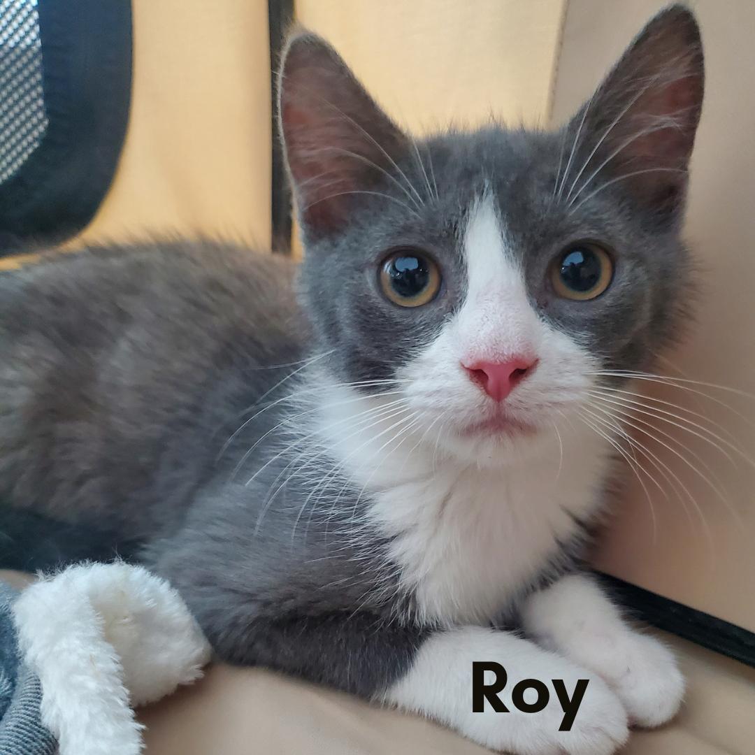 Roy, ADOPTABLE, Young Male Domestic Short Hair.