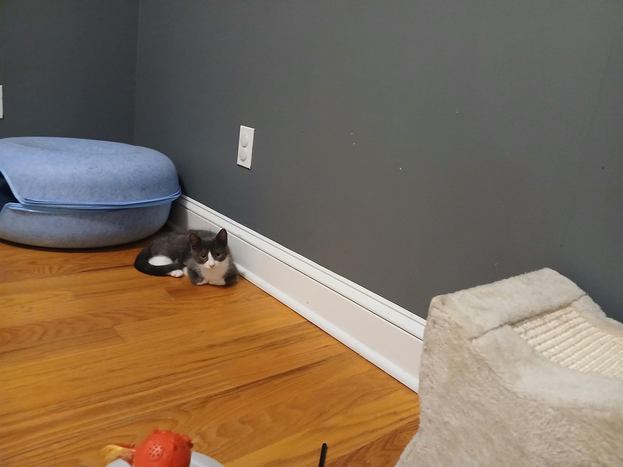 Roy, a ADOPTABLE Domestic Short Hair in New Haven, CT image 2/4