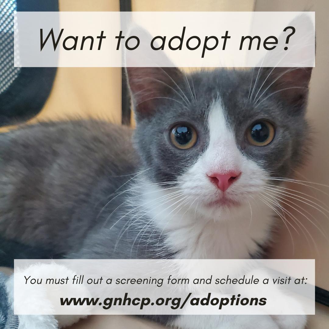 Roy, a ADOPTABLE Domestic Short Hair in New Haven, CT image 4/4