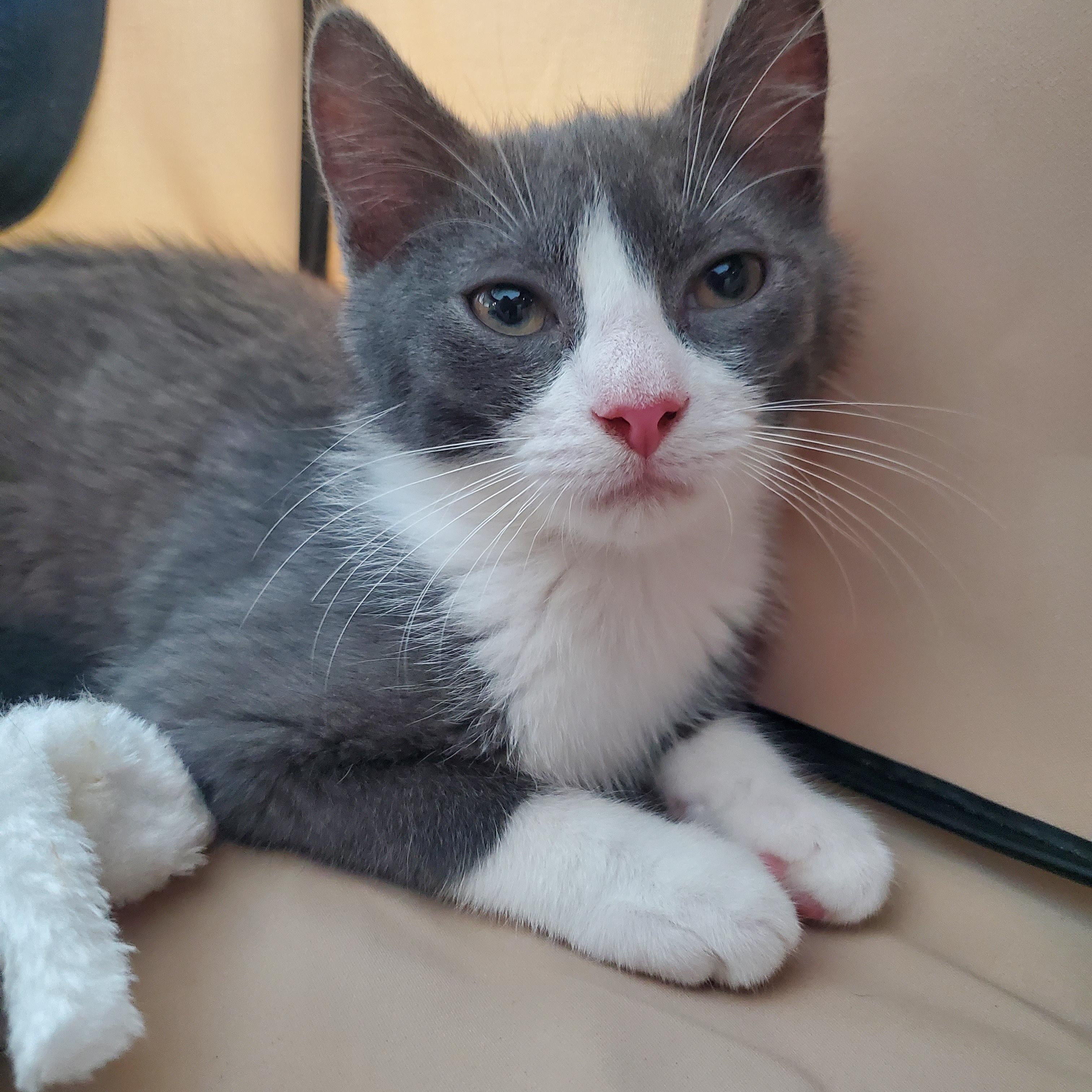 Roy, a ADOPTABLE Domestic Short Hair in New Haven, CT image 3/4