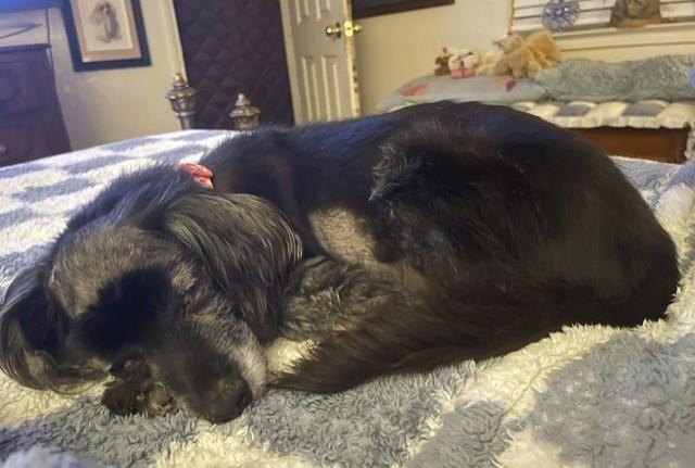 Enlarge Cinder, a Adoptable mixed breed in Plano, TX image 5/5
