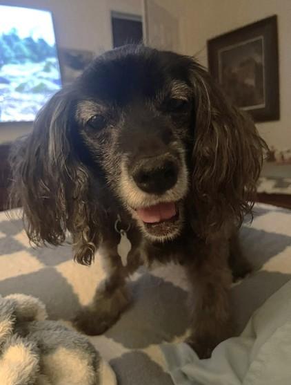 Enlarge Cinder, a Adoptable mixed breed in Plano, TX image 4/5