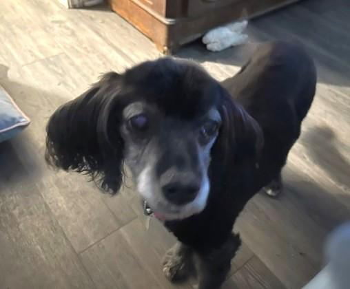 Enlarge Cinder, a Adoptable mixed breed in Plano, TX image 2/5
