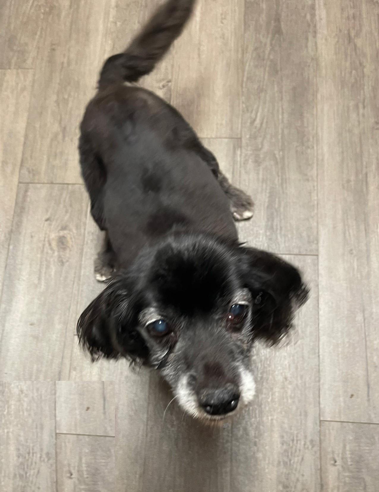 Enlarge Cinder, a Adoptable mixed breed in Plano, TX image 3/5