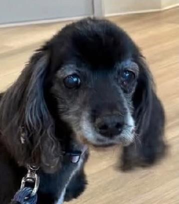 Enlarge Cinder, a Adoptable mixed breed in Plano, TX image 1/5