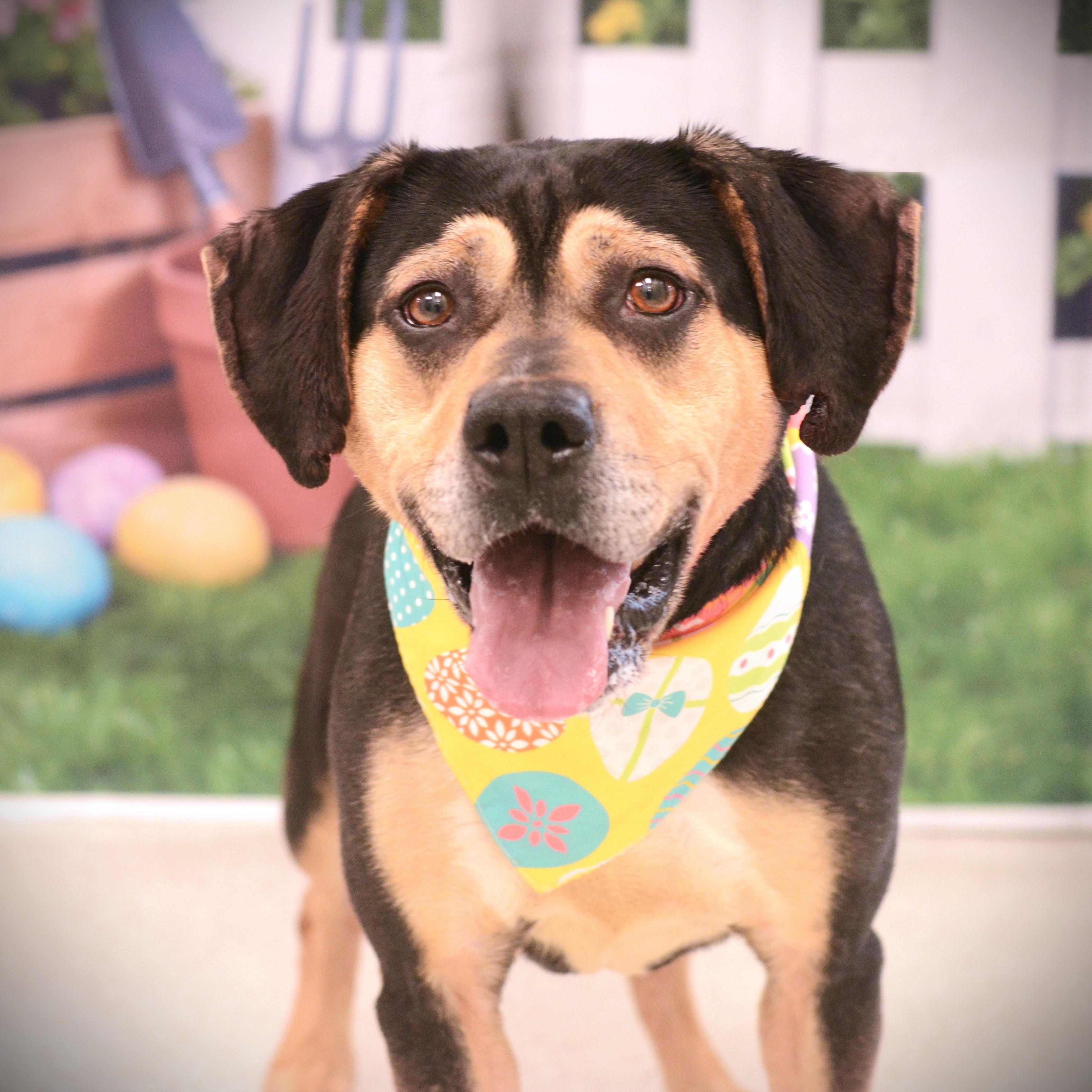 Enlarge Ava, an adoptable mixed breed in Amsterdam, NY image 1/1