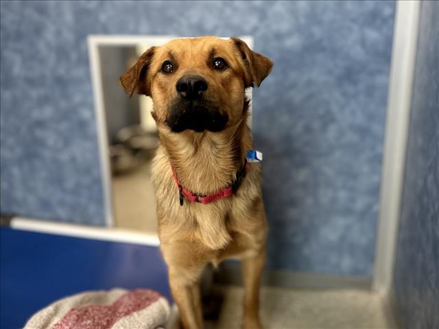 BUDDY, Adoptable, Young Male German Shepherd Dog & Mixed Breed.