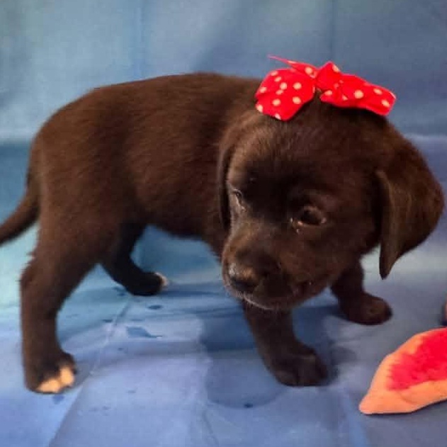 Enlarge April Ludgate, a Adoptable Mixed Breed in Racine, WI image 3/4