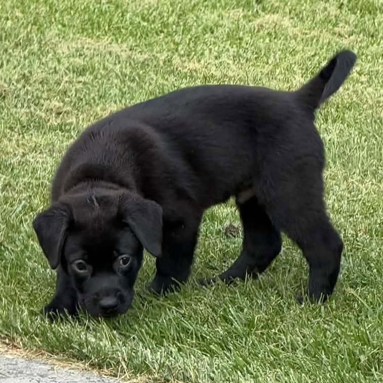 Enlarge April Ludgate, a Adoptable Mixed Breed in Racine, WI image 4/4