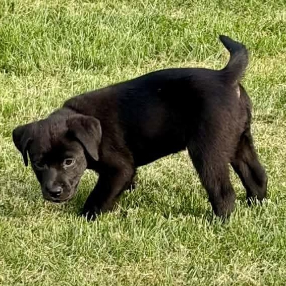 Enlarge April Ludgate, a Adoptable Mixed Breed in Racine, WI image 2/4