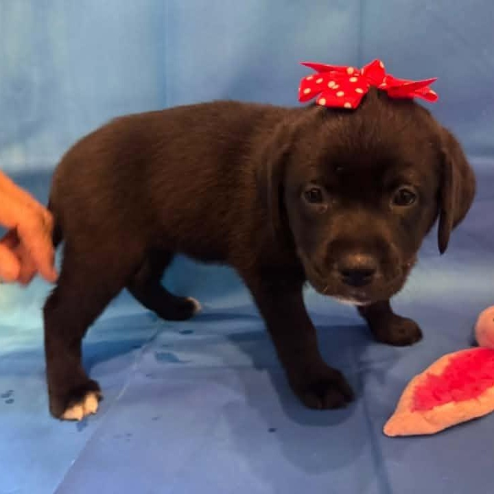 Enlarge April Ludgate, a Adoptable Mixed Breed in Racine, WI image 1/4