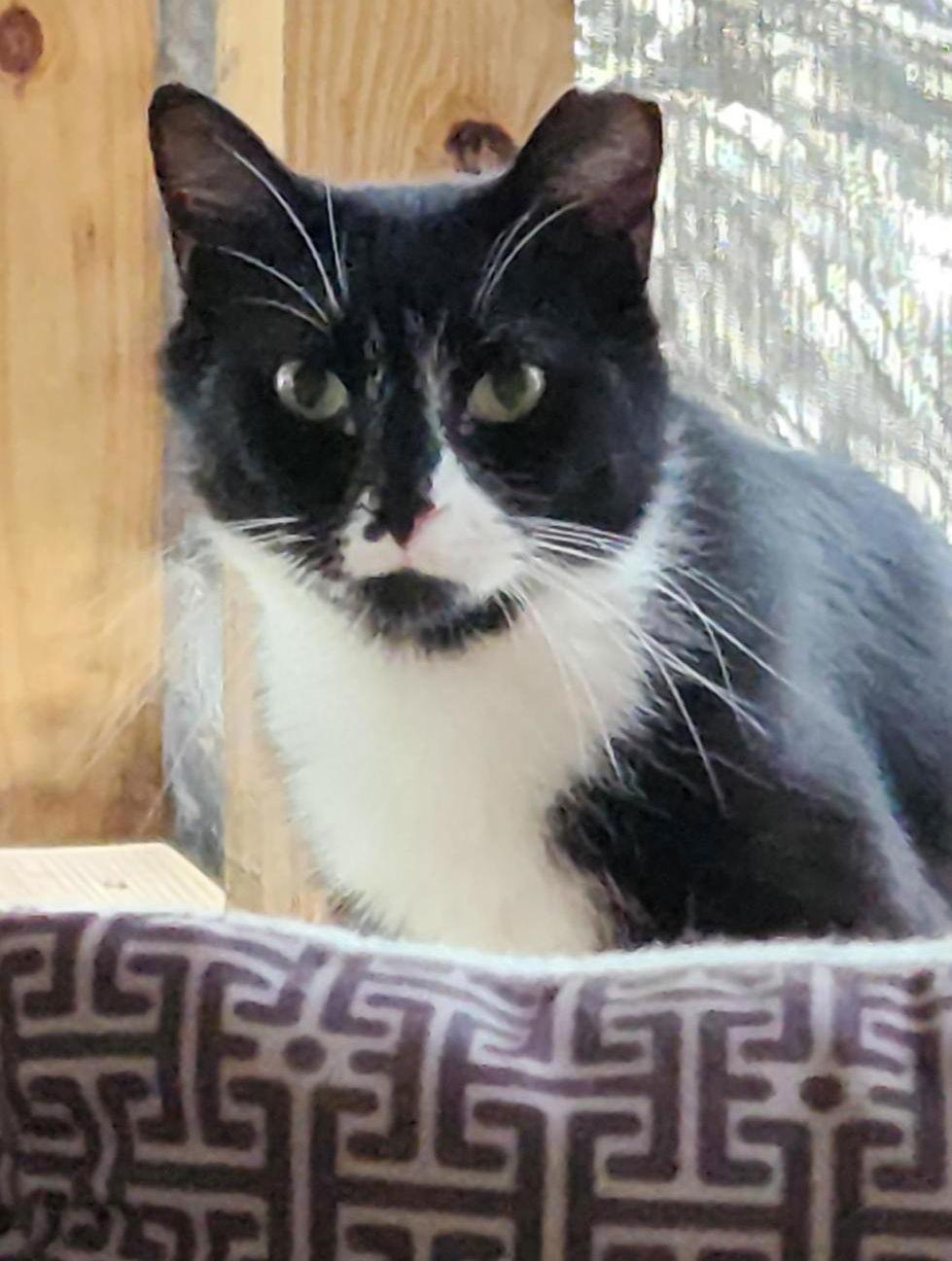 Henray (Foster Cat), Adoptable, Adult Male Domestic Short Hair & Tuxedo.