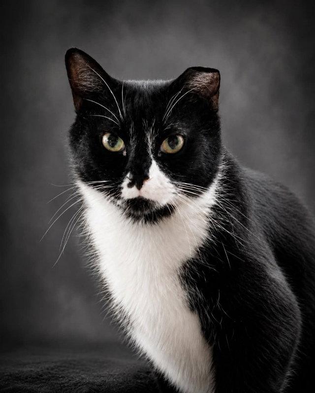 Henray (Foster Cat), a Adoptable mixed breed in Gettysburg, PA image 2/2