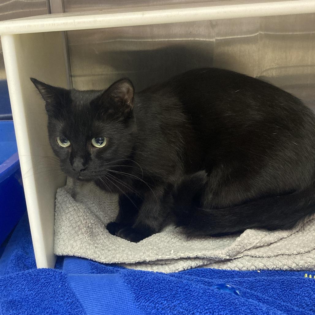 Enlarge Kira, a Adoptable Domestic Short Hair in West Plains, MO image 1/1