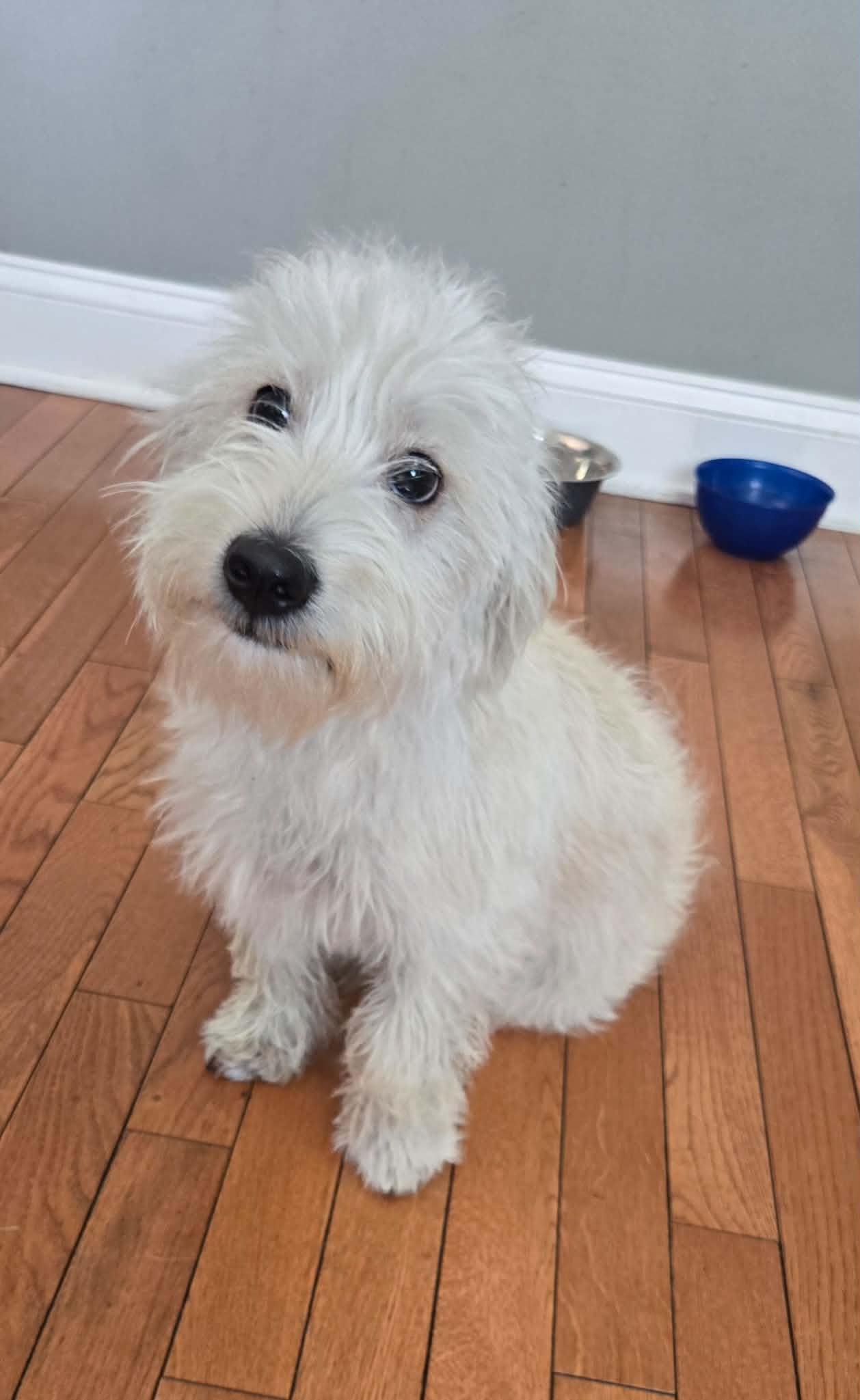 Timon, ADOPTABLE, Young Male West Highland White Terrier / Westie & Schnauzer.