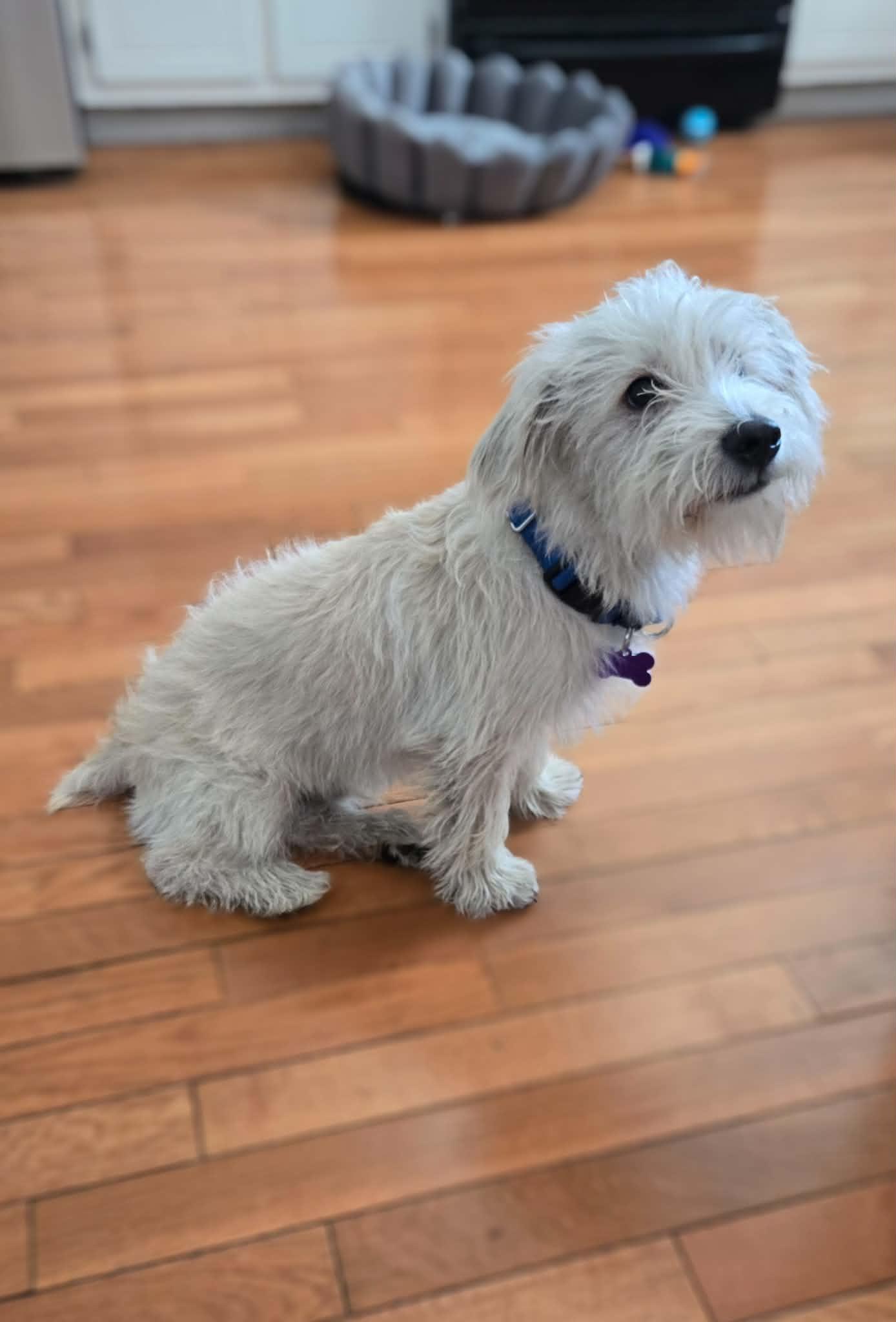 Timon, a ADOPTABLE mixed breed in South Elgin, IL image 4/4