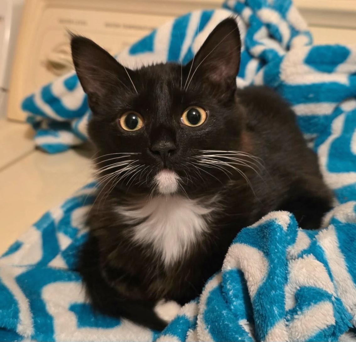 Miss Mittens, an adoptable Domestic Medium Hair in Springfield, OR, 97477 | Photo Image 1