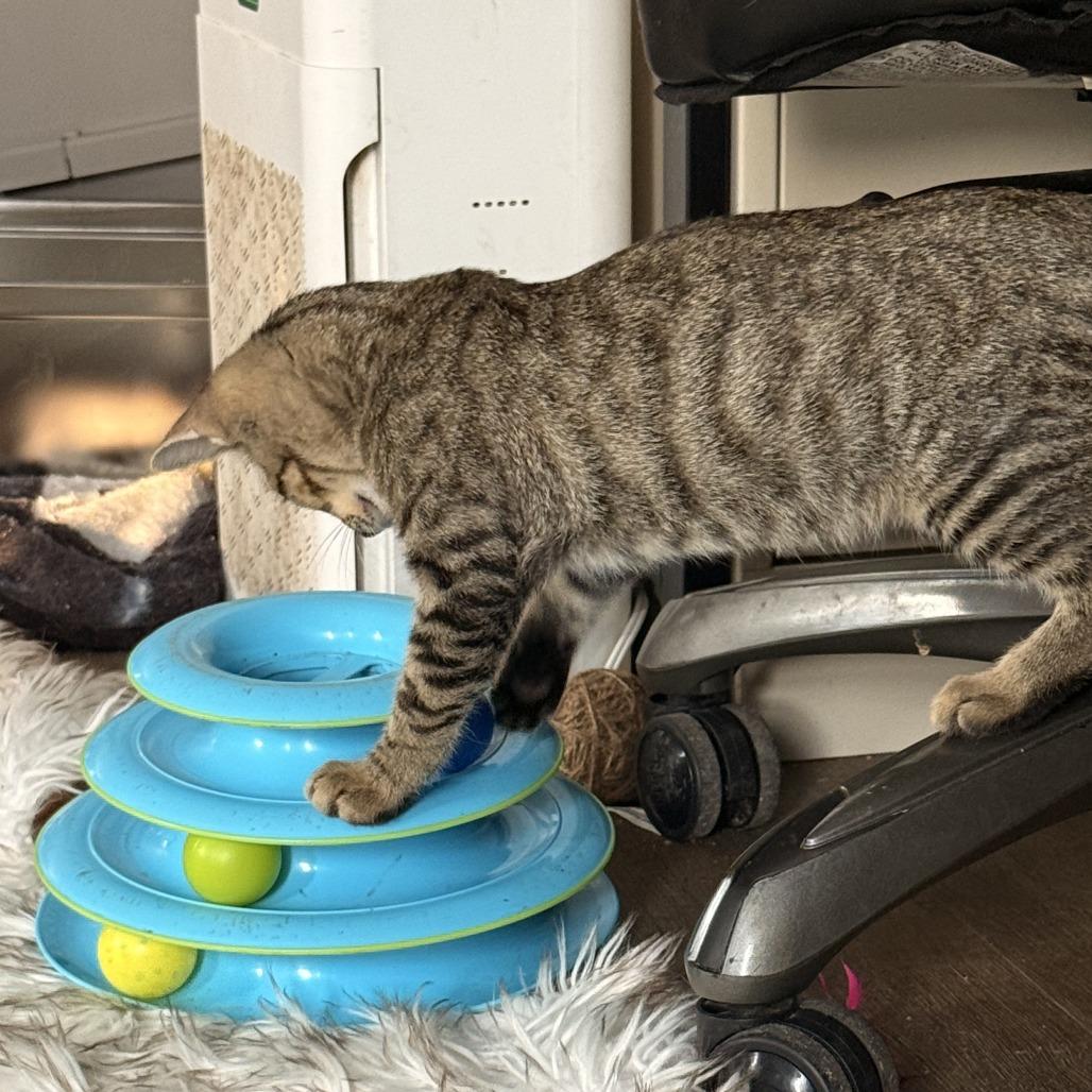 Enlarge Sebastian 25-114, a Adoptable Domestic Short Hair in Little Rock, AR image 1/4