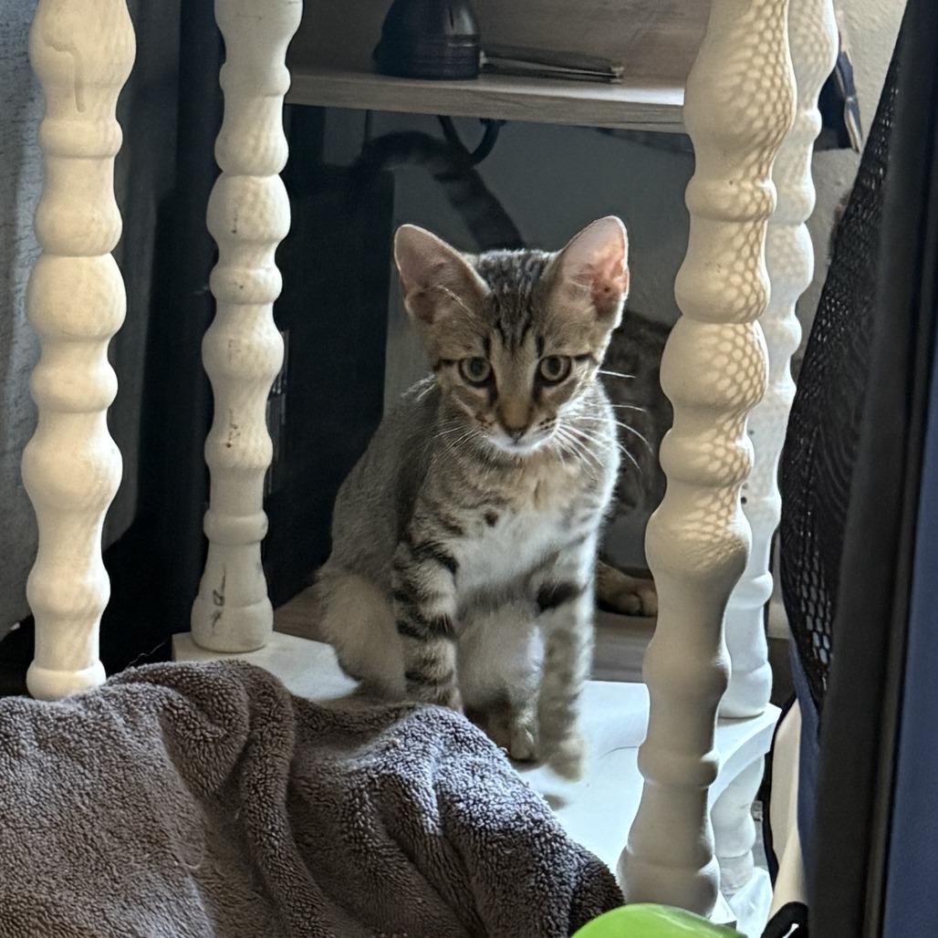 Enlarge Sebastian 25-114, a Adoptable Domestic Short Hair in Little Rock, AR image 3/4