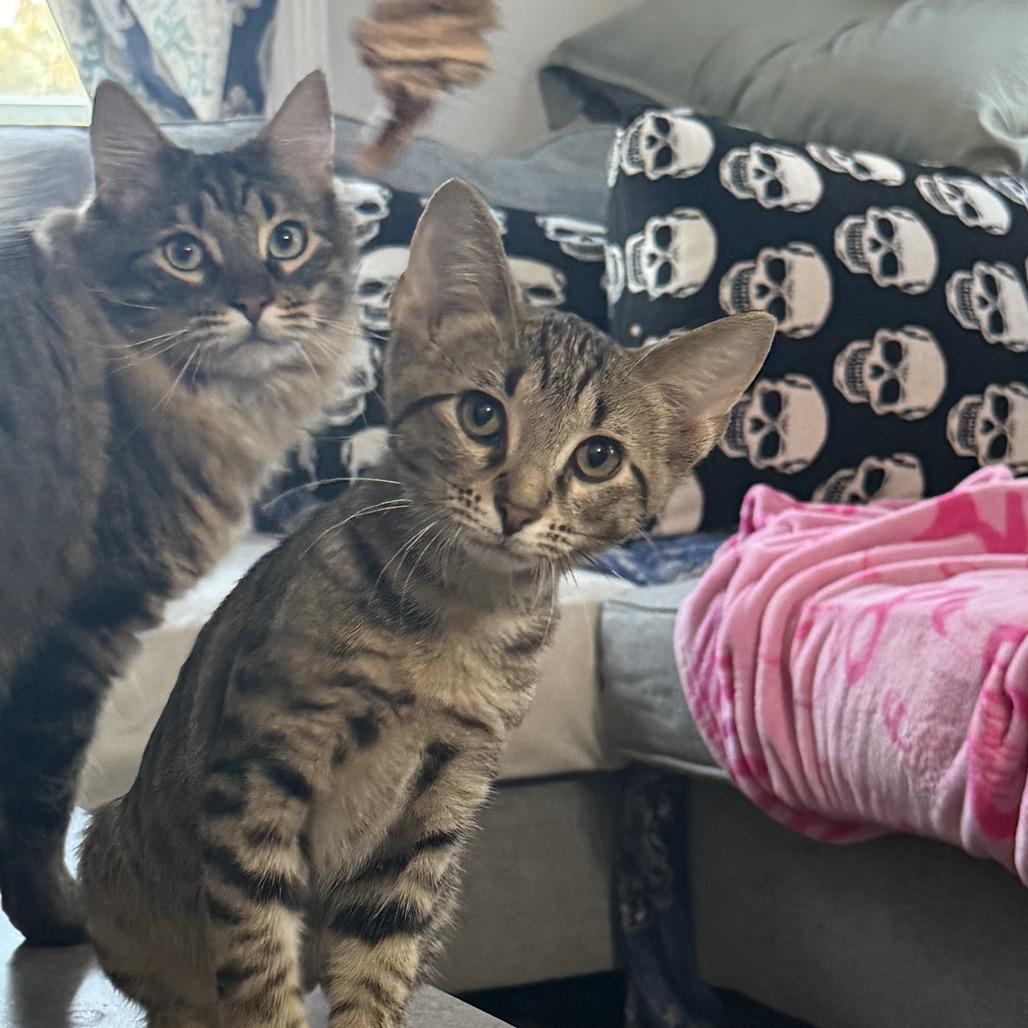 Enlarge Sebastian 25-114, a Adoptable Domestic Short Hair in Little Rock, AR image 4/4