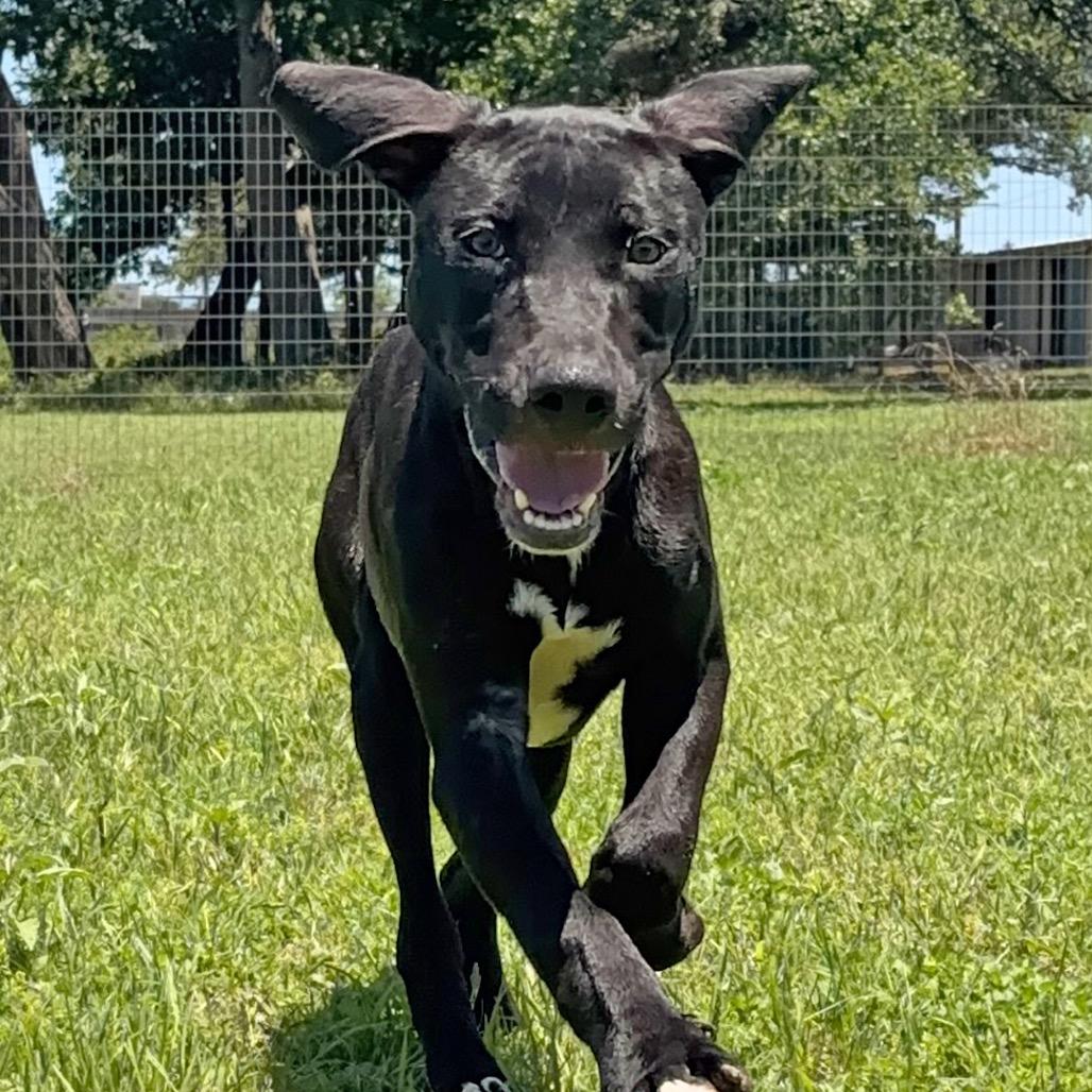 Mazda, Adoptable, Young Male Mixed Breed.