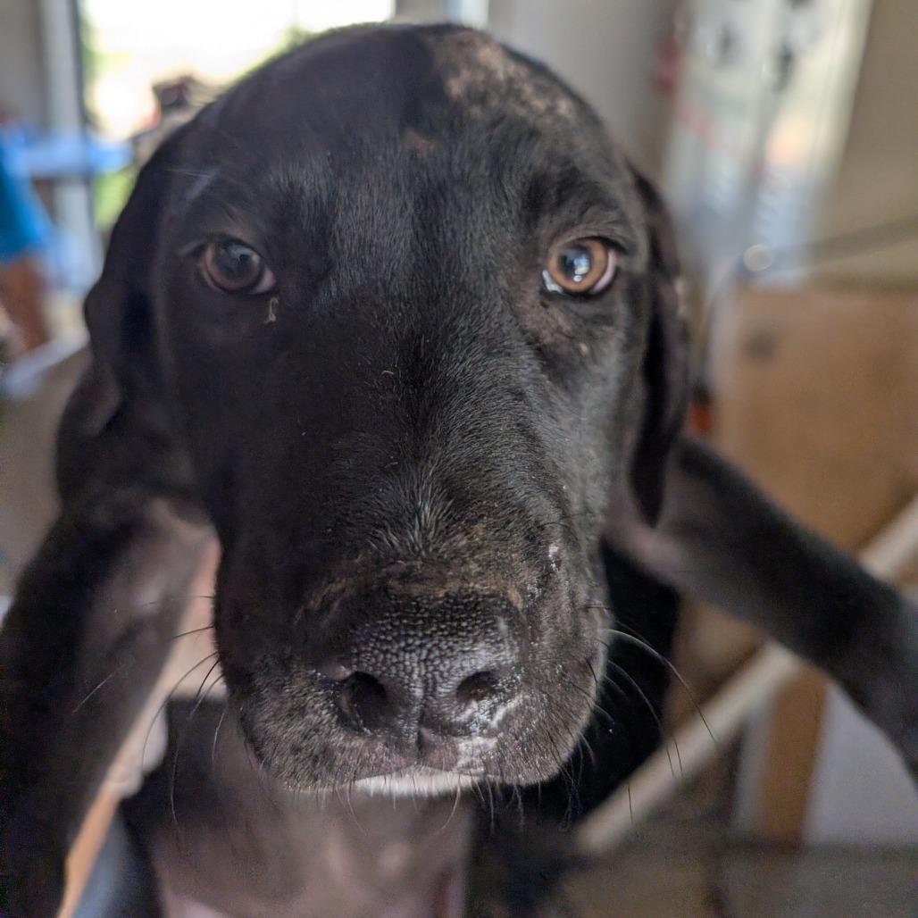 Mazda, a Adoptable Mixed Breed in Leander, TX image 2/2