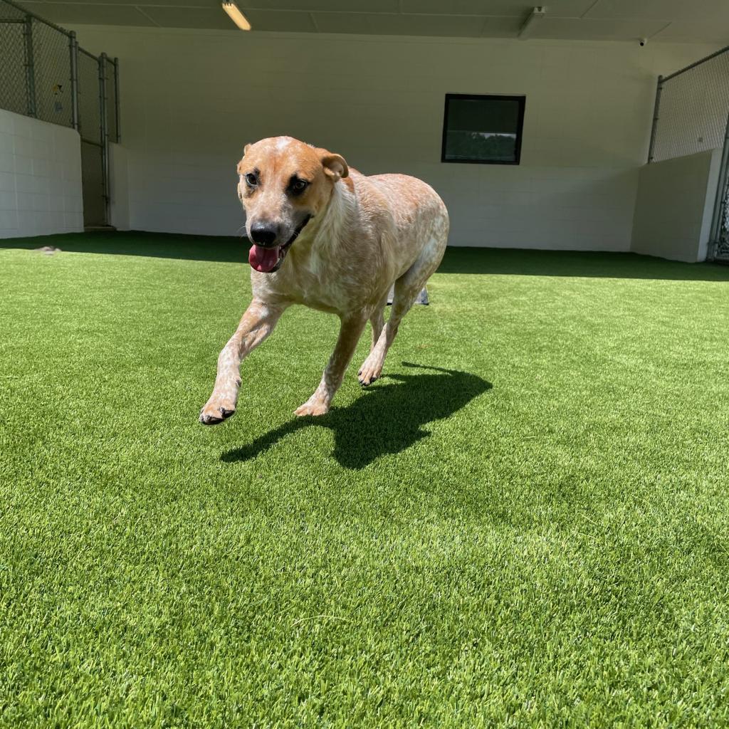 Enlarge Moby, a Adoptable mixed breed in Mobile, AL image 1/6