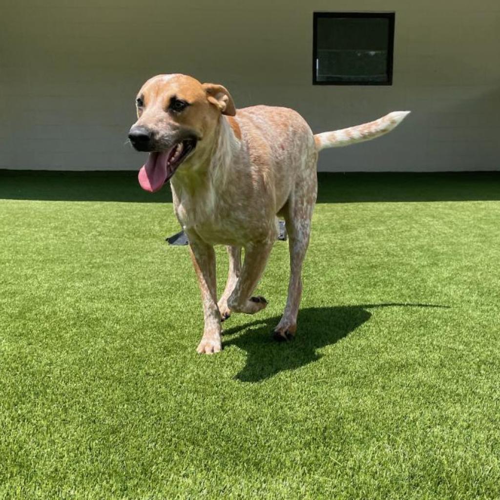 Enlarge Moby, a Adoptable mixed breed in Mobile, AL image 2/6