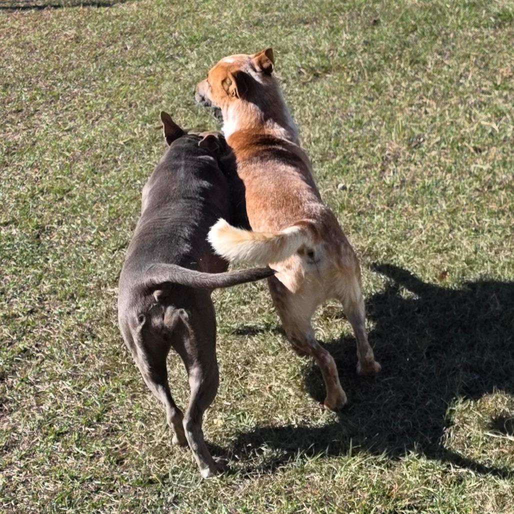 Enlarge Moby, a Adoptable mixed breed in Mobile, AL image 3/6