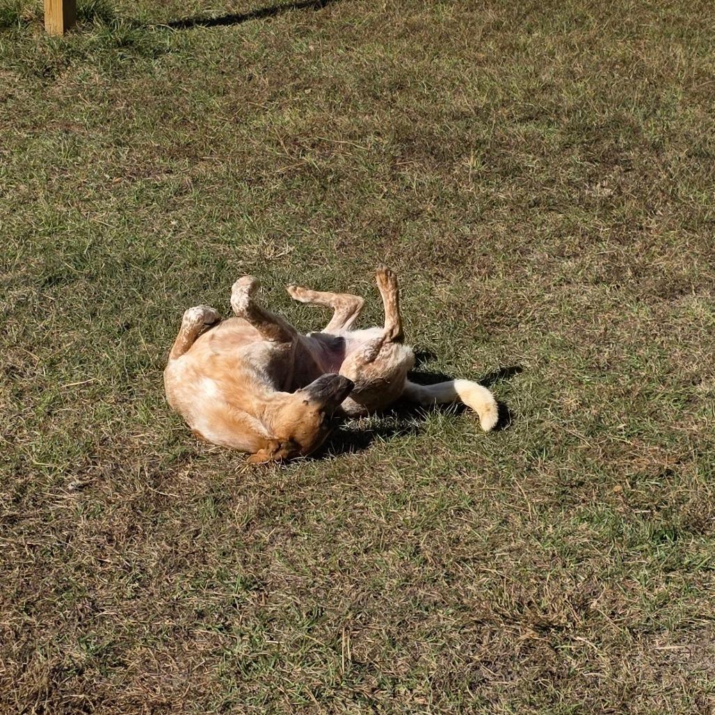 Enlarge Moby, a Adoptable mixed breed in Mobile, AL image 4/6