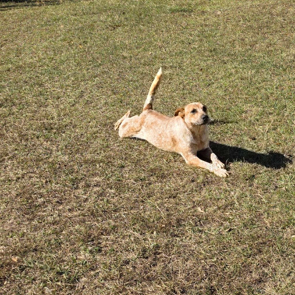 Enlarge Moby, a Adoptable mixed breed in Mobile, AL image 5/6