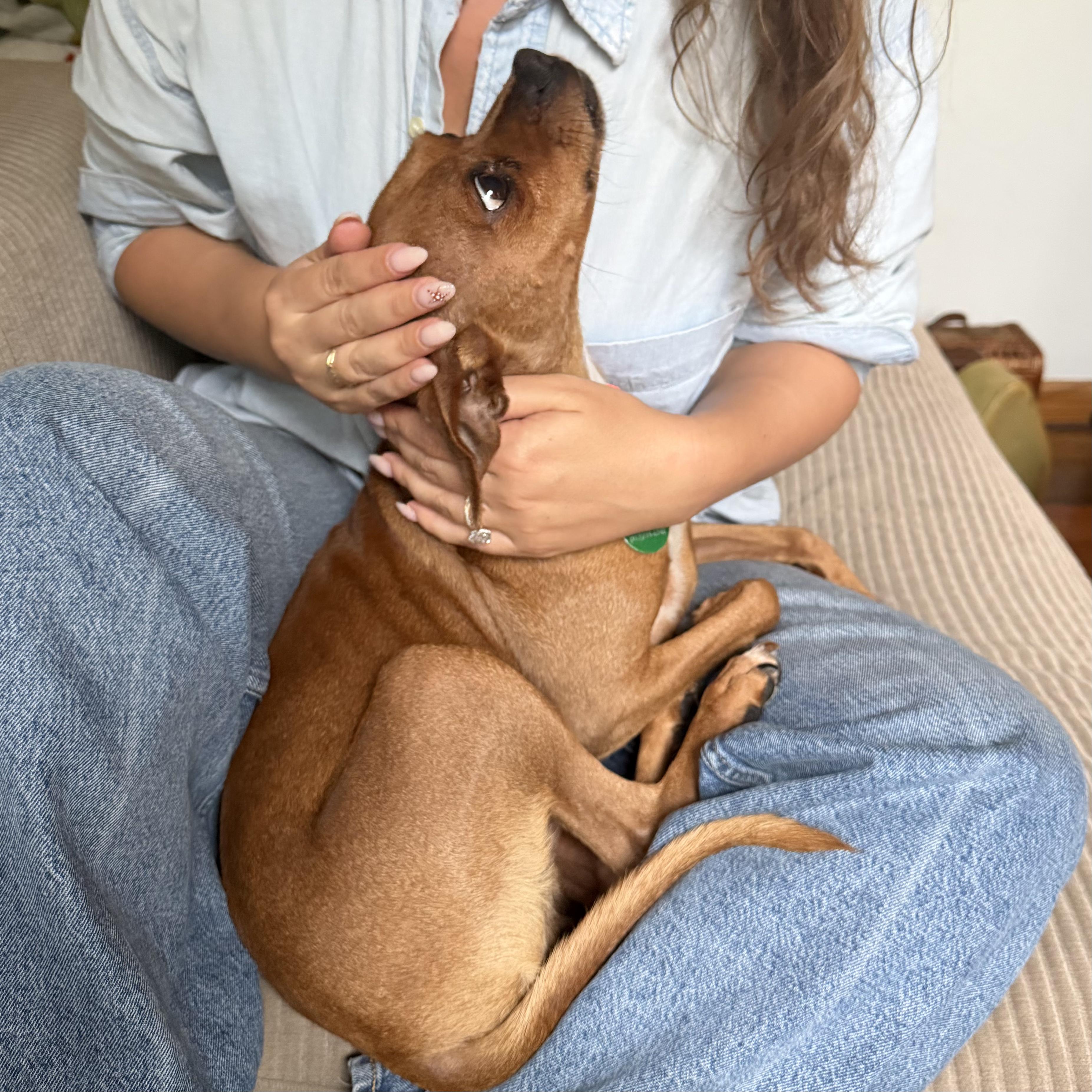 Paco, an adopted mixed breed in Brooklyn, NY image 4/6