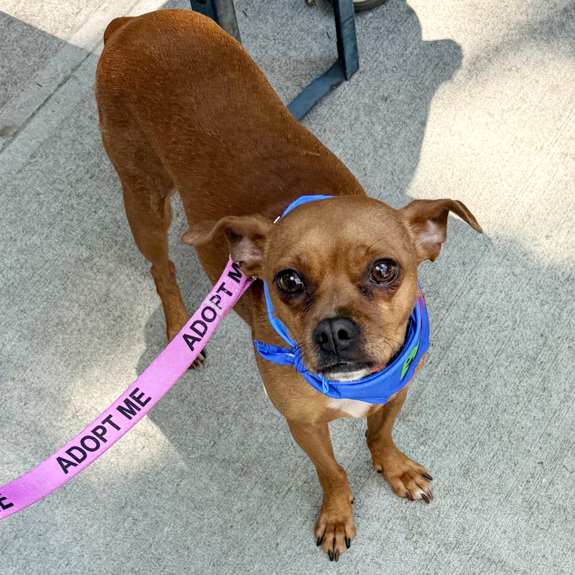 Paco, an adopted mixed breed in Brooklyn, NY image 1/6
