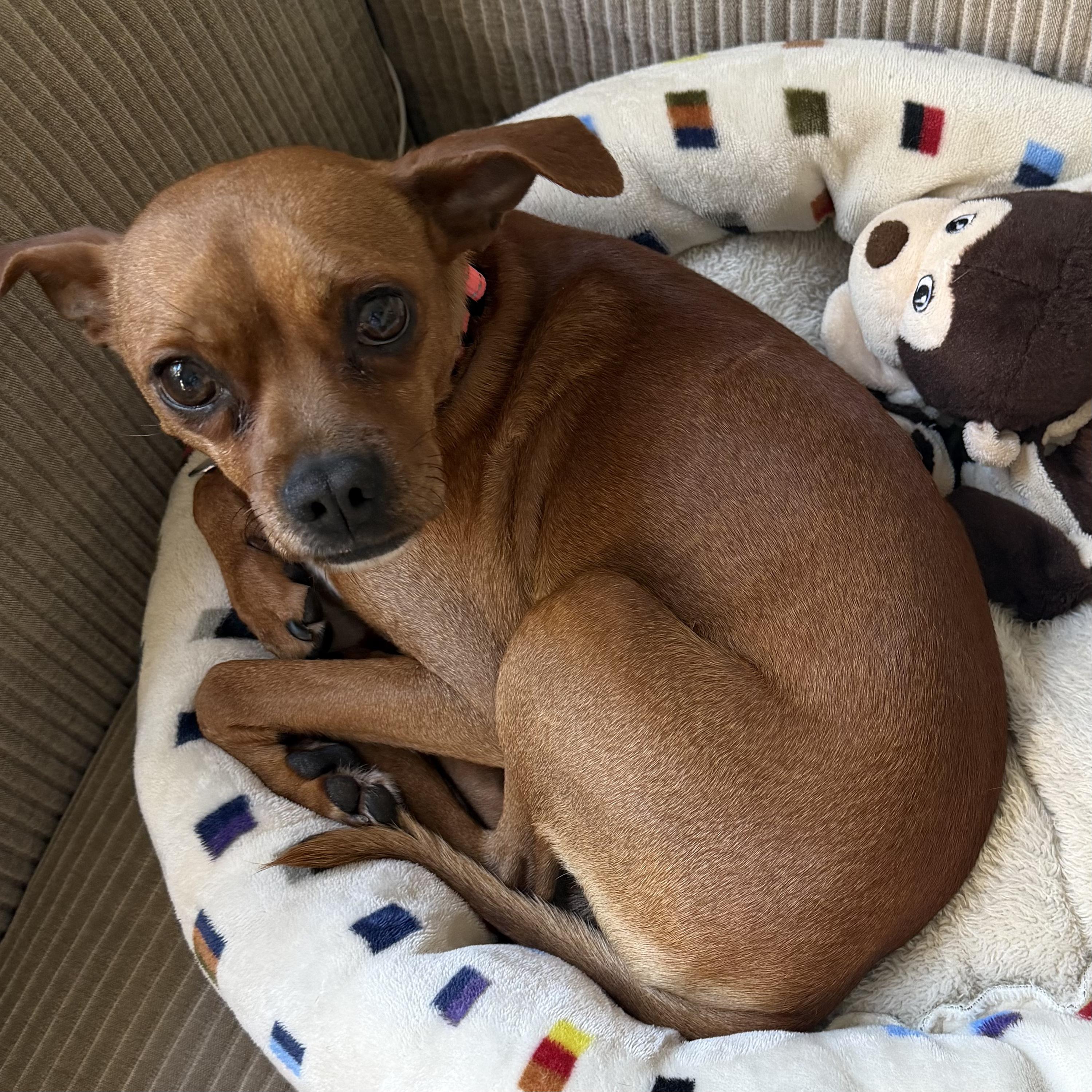 Paco, an adopted mixed breed in Brooklyn, NY image 2/6